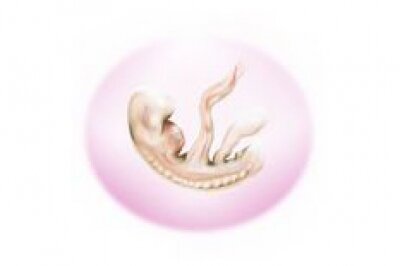 6 неделя беременности видео